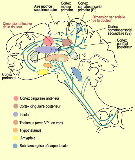 Zones des cortex préfrontaux